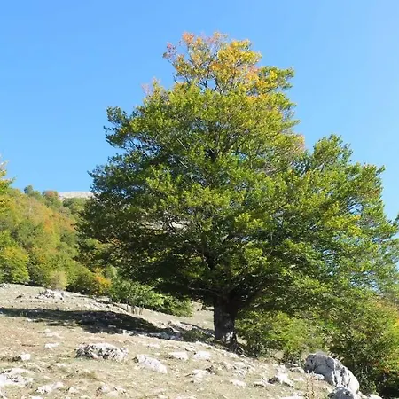 Lejlighed Un Giardino Nel Bosco *